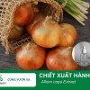 Tác dụng làm đẹp của chiết xuất Hành tây