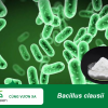 Bacillus clausii tăng đề kháng và hỗ trợ tiêu hóa