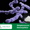 Streptococcus thermophilus Hỗ trợ tiêu hóa, cân bằng hệ vi sinh đường ruột