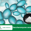 Saccharomyces cerevisiae tăng cường miễn dịch, hỗ trợ tiêu hóa