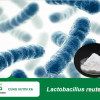 Lactobacillus reuteri cải thiện tình trạng viêm lợi và viêm nhiễm miệng