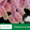 Cung Cấp Streptococcus faecalis Cho Sản Xuất Dược Phẩm Và Thực Phẩm Chức Năng