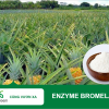 Enzyme Bromelain Cho Sản Xuất Dược Phẩm – Chất Lượng Cao, Giá Cạnh Tranh