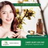 Chiết xuất cây phỉ - Cứu cánh cho làn da mụn