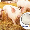 Papain - Enzyme Tiêu Hóa Tự Nhiên Mạnh Mẽ cho Chăn Nuôi Thú Y