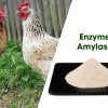  Nguyên liệu chăn nuôi thú y enzyme amylase