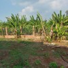 CHÍNH CHỦ Cho thuê đất tại xã Thanh Bình, huyện Trảng Bom,Tỉnh Đồng Nai