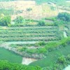 Bán 29.000m2 Đất Tại Ấp 2, Xã Thanh Hòa, Huyện Bù Đốp, Tỉnh Bình Phước.