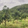 BÁN LÔ ĐẤT THÔN TÂY NAM, XÃ SÔNG CẦU, HUYỆN KHÁNH VĨNH, KHÁNH HOÀ.