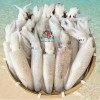 Mực ống trứng