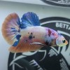 Cá Betta Cảnh UIT giới thiệu mẫu Betta Koi Nemo Candy cực đẹp