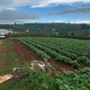 ĐẤT ĐẸP - GIÁ TỐT - CHỦ Cần Bán Nhanh 
- Vị Trí Tại :  Xã Tân Hà - Huyện Lâm Hà - Tỉnh Lâm Đồng