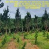 ĐẤT SIÊU ĐẸP - GIÁ ĐẦU TƯ- Chính Chủ Cần Bán Lô Đất Vị Trí Đẹp Tại  Xã  ĐạSar, Lạc Dương, Lâm Đồng