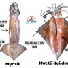 Cách phân biệt mực lá đại dương và mực xà