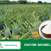 Khám Phá Enzyme Bromelain – 