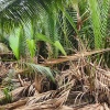 Chính Chủ Cần Bán Lô Đất Nông Nghiệp Vị Trí Đẹp Tại Long An