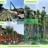 Cung cấp cây xanh công trình sỉ giá rẻ đồng nai tphcm