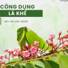 Lá khế và những công dụng bất ngờ