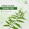 Khám phá công dụng của cây thanh táo 