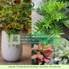 Cung cấp cây xanh nội thất cho văn phòng showroom cửa hàng Đồng Nai TPHCM