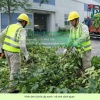 Dịch vụ chăm sóc cây xanh định kỳ cho công ty nhà xưởng 2 3 lần/tuần