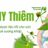 Cung cấp cao khô Hy thiêm hỗ trợ điều trị bệnh Gout 