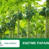 ENZYME PAPAIN – GIẢI PHÁP ĐỘT PHÁ TỪ NHỰA ĐU ĐỦ XANH