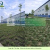 DỊCH VỤ TRỒNG CỎ CHO DOANH NGHIỆP NHÀ XƯỞNG MỚI KCN BÀU CẠN ĐỒNG NAI