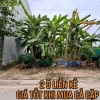 SIÊU PHẨM KĐT TRẰM ĐÁ – QUỸ ĐẤT ĐẸP HIẾM CÒN SÓT LẠI - Tp Việt Trì- Phú Thọ