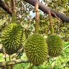 BÁN VƯỜN SẦU RIÊNG ĐẸP – ĐANG CHO TRÁI