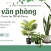 Dịch Vụ Chăm Sóc Cây Xanh Văn Phòng – Tòa Nhà Tại Đồng Nai