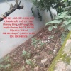 ĐẤT ĐẸP - GIÁ TỐT CHÍNH CHỦ CẦN BÁN ĐẤT THỔ CƯ -xã  PHỤNG CHÂU, CHƯƠNG MỸ, HÀ NỘI