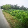 ĐẤT ĐẸP – GIÁ ĐẦU TƯ –CẦN BÁN ĐẤT MẶT TIỀN Tại Đ. 762, XÃ AN NHƠN TÂY, CỦ CHI, TP.HCM