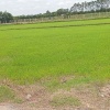 CHÍNH CHỦ CẦN BÁN LÔ ĐẤT ĐẸP TẠI ẤP AN ĐƯỚC – XÃ AN TỊNH – TRẢNG BÀNG, TÂY NINH