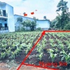 ĐẦU TƯ SINH LỜI – CHÍNH CHỦ CẦN BÁN ĐẤT Tại phường Tân An (trước là xã Eatu, TP Buôn mê thuột),