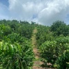 Chính chủ bán 3 sào 1 đất cà phê 4 năm tại Lộc Ngãi - Nguồn nước thuận tiện, giá thương lượng