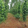 HOT HOT – CẦN BÁN 2,7HA ĐẤT 2 MẶT TIỀN, X. Đak Djăng, H. Mang Yang, T. Gia Lai