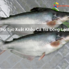 Thủ tục xuất khẩu cá tra đông lạnh