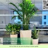 Dịch vụ Chăm sóc cây xanh Văn phòng Đồng Nai