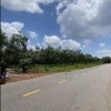 CHO THUÊ ĐẤT DT-746, XÃ THƯỜNG TÂN, BẮC TÂN UYÊN, TP.HCM