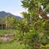 ĐẤT ĐẸP – GIÁ TỐT - CẦN BÁN NHANH LÔ ĐẤT TẠI Đường Hương Lộ 62, Xã Diên Thọ,  Diên Khánh, Khánh Hòa