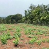 ĐẤT ĐẸP – CHÍNH CHỦ CẦN BÁN LÔ ĐẤT Mặt Tiền Đ. Trung Tâm Quảng Khê, H. Đắk Glong, T. Đắk Nông