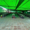CẦN SANG QUÁN HOẶC SANG MẶT BẰNG 1200M2 – QL13, CHƠN THÀNH, BÌNH PHƯỚC