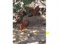 Chuyên cung cấp gà trống thiến thả vườn