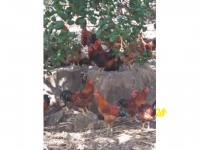 Chuyên cung cấp gà trống thiến thả vườn