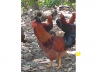 Chuyên cung cấp gà trống thiến thả vườn