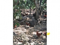 Chuyên cung cấp gà trống thiến thả vườn