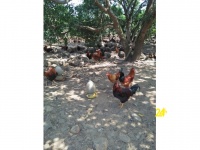 Chuyên cung cấp gà trống thiến thả vườn