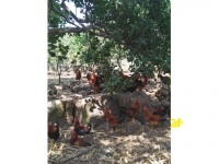 Chuyên cung cấp gà trống thiến thả vườn