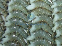 Máy phân cỡ tôm 200g